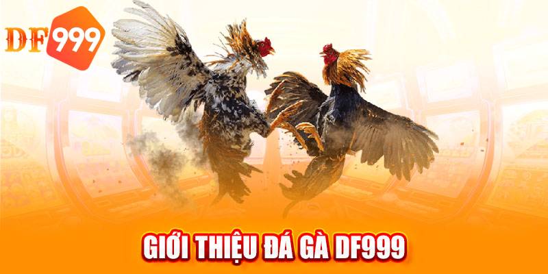 Đá gà DF999 live nhiều giải đấu gà chọi chuyên nghiệp, uy tín