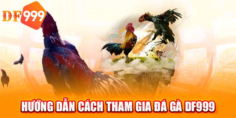 Thủ tục đặt cược đá gà tại DF999 đơn giản, an toàn tuyệt đối